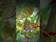 Microbial agent streptomyces enissocaesilis  bio-fungicide for killing underground pests