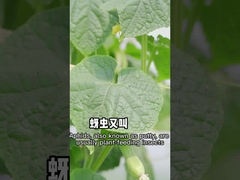 Aphids are effective against non-toxic pesticides of plant origin