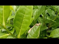 Tea geometrid pests effective agriculture pesticide  EoNPV.Bt