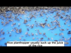 30% Thiamethoxam Kill All Aphid For Green House Agricultural Pesticide SC