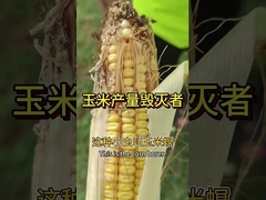 Maize Pesticides Killing Corn bore agricultural Pests  Bacillus thuringiensis Metarhizium anisoplia