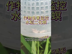 Biological control of rice pests and diseases killing rice stem borer rice grub