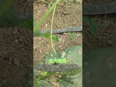 Organic Insecticide SeNPV beet armyworm larvae eat a variety of plants broccoli  Cabbage