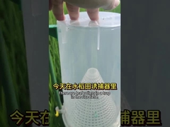 Bio control insecticide kill rice leaf roller worm insect virus plus bacillus thuringiensis
