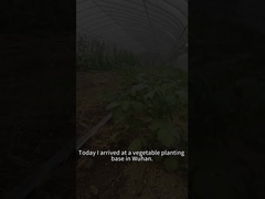 Beet armyworm larvae eat a variety of plants including tomato plants