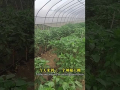 Bio Pesticide China Xinjiang Cotton Chilli Budworm Pests Killing Chilli Helicoverpa Assulta
