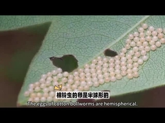 Bio Pesticide Highly Famous Biopesticide is HaNPV.Bt for bollworm  For Agriculture Use