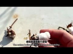 The Most Effective Choice HaNPV Bt Biological Pesticide for Cotton Crop