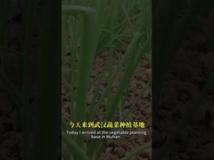 The combination of bacillus spores and baculovirus can better control the lepidopteran pest