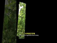 The control of whitefly in cruciferous crops, corn, etc. through biological control methods