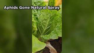 Cabbage Aphids Biological control spraying the biological pesticide pyrethrin
