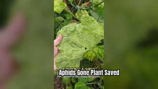 Pyrethrins aphid control foliar spray for vegetable leaf damage plants Aphid killing