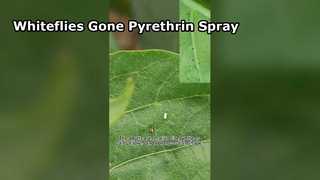 Chili whitefly Biological control spraying with pyrethrin suspension concentrate