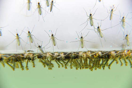 Biological Mosquito Insecticide Mosquito Densovirus Bacillus Thuringiensis Subsp Israel Kill Mosquito Wigglers