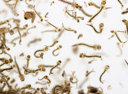 Bacillus Thuringiensis High Luring Fast Mosquito Larvae Insecticide Stockyards Slaughter House