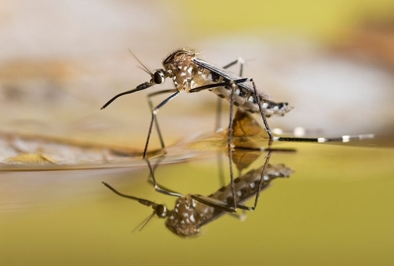 Biological Mosquito Killer Insecticide Mosquito Larvae Killer