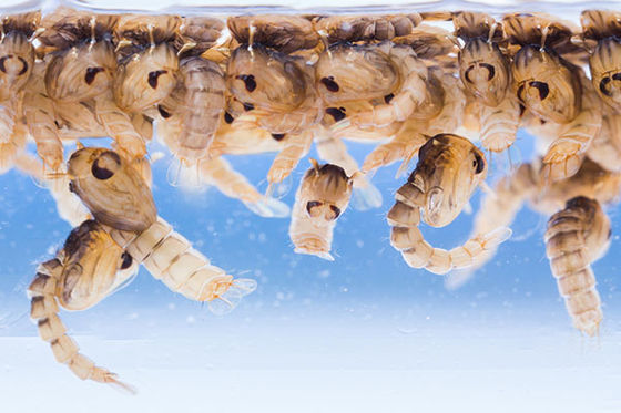 1200ITU/mg Mosquito Larva Wigglers Killer Insecticide Culex Aedes Anopheles Blackfly Larval