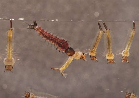 Biological Mosquito Killer Insecticide Mosquito Larvae Killer