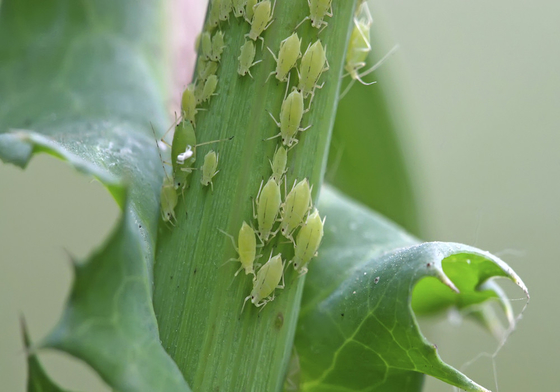 30% Thiamethoxam Kill All Aphid Suitable For Green House Agricultural Pesticide SC