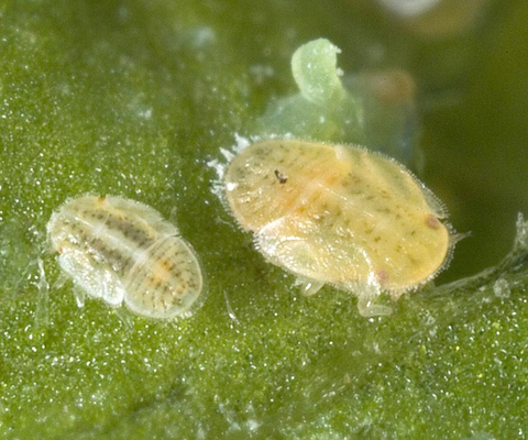 30% Thiamethoxam Kill All Aphid Suitable For Green House Agricultural Pesticide SC