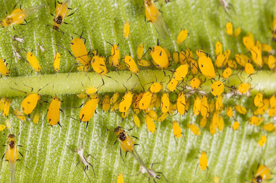 Chemical Pesticide Thiamethoxam Killing Aphids insecticide effective to rice planthopper  Cotent 30% Thiamethoxam Liquid