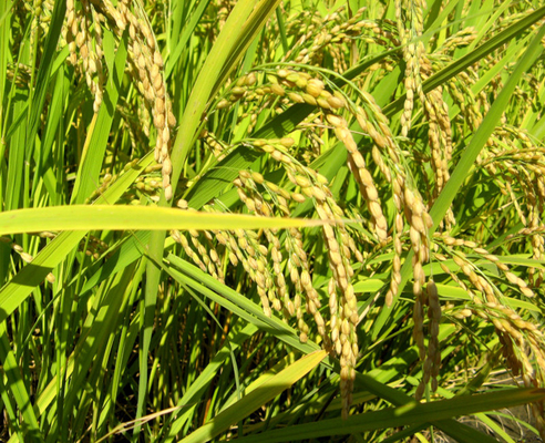 Melon Citrus Rice Cabbage Potato Disease Control Bacterial Fungicides 6% Kasugamycin 