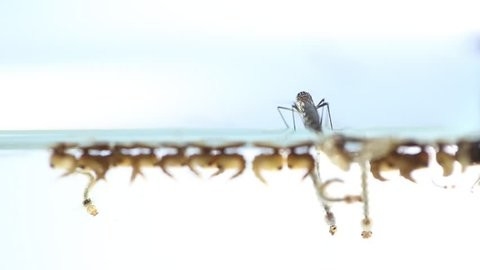 Biological Mosquito Insecticide Mosquito Densovirus Bacillus Thuringiensis Subsp Israel Kill Mosquito Wigglers