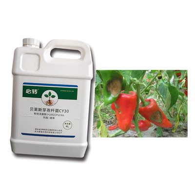 Fertilizer CY30 Bacillus Velezensis Cure Crop Black Spot Pear Rust Fungicide