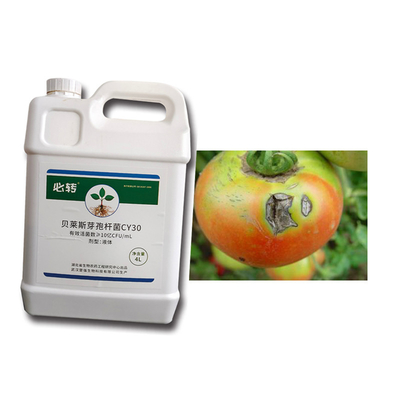 Agricultural Fungicide CY30 Biocide Cure Tomato Chili Anthracnose