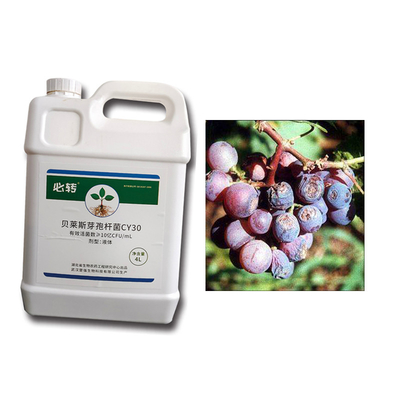 CY30 Bacillus Velezensis Bactericide Cure Tomato Chili Anthracnose