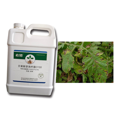 Microbial Agent CY30 Bacillus Velezensis Prevent Tea Plants Field Crops Disease