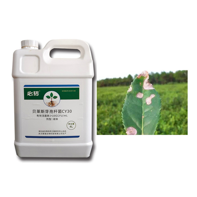 Microbial Agent CY30 Bacillus Velezensis Bactericide Cure Tomato Leaf Mold Blight Fertilizer