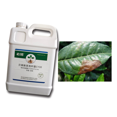 Plant Growth Fertilizer Bacillus Velezensis CY30 For Strawberry Apple Tomato Chili