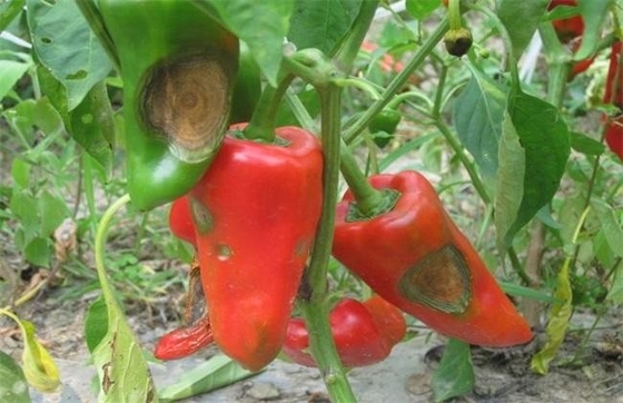 Plant Growth Fertilizer Bacillus Velezensis CY30 For Strawberry Apple Tomato Chili