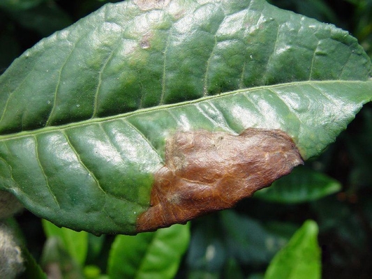 Microbial Agent CY30 Bacillus Velezensis Bactericide Cure Tomato Leaf Mold Blight Fertilizer