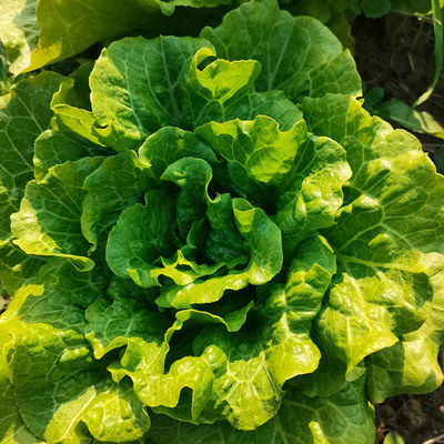 Organic Certification SeNPV Biological Pesticide for Cruciferous Vegetables with No Pesticide Residue and Long-lasting Effect