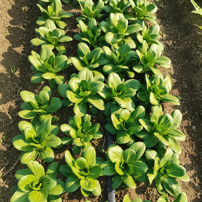 Brassicaceous Vegetable Kale Broccoli Cabbage Organic Pesticide 0.01billion/Ml SeNPV Without Residue