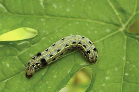 Long Lasting Effect Pesticide SeNPV Bt Farmland Planting Vegetable Field Pest Killing