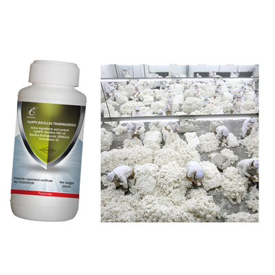 Cotton Crop Pesticides Pure Biological Preparation Cotton Planting Farm Control Pest