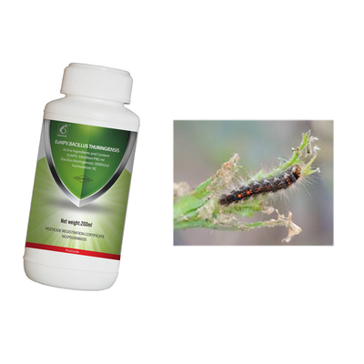 Organic Tea Tree Insecticide Eliminate Garden Tea Geometrid Caterpillar Control