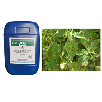 Sustainable Agriculture Bio Fertilizer Strawberry Growth Robust Seedlings Large Leaves Dark Green Bacillus Velezensis