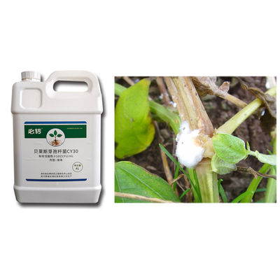 CY30 Bacillus Velezensis relieve rotten roots dead plants stiff seedlings yellowing of solanaceous fruits melon garlic.