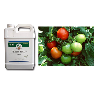 Broad Spectrum Antifungal Activity Microbial Agent CY30 Promote Crop Growth Cure Root Rot
