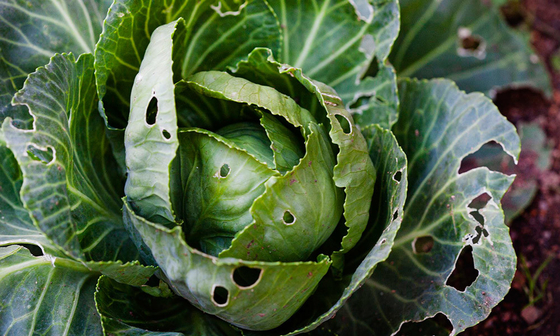 Bio pesticide company cabbage worm caterpillar control organic