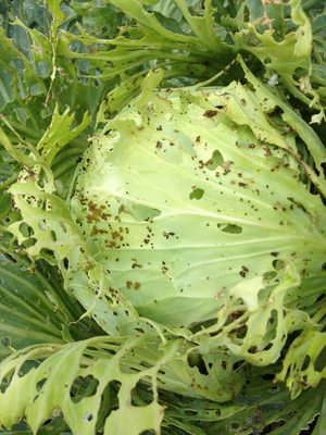 Bio pesticide company cabbage worm caterpillar control organic