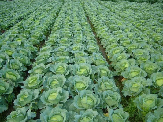 Organic Farm Insecticide bio pesticide manufacturers for Sustainable and Natural Pest Management
