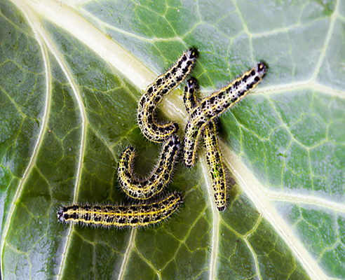 Organic Farm Insecticide bio pesticide manufacturers for Sustainable and Natural Pest Management