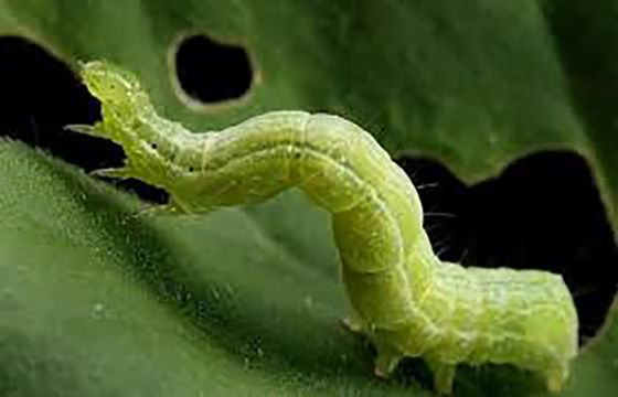 Organic Pesticide with 2 Years Shelf Life and No Residue for Cabbage Worm Control