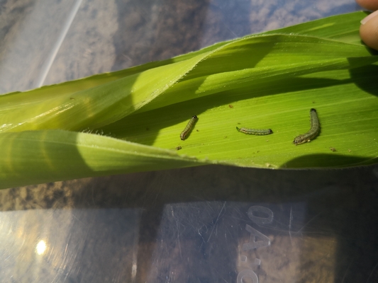 Effective Brown Maize Crop Pesticides for Controlling Corn Larval Stage Formula Beet armyworm damage