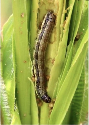 Effective Brown Maize Crop Pesticides for Controlling Corn Larval Stage Formula Beet armyworm damage